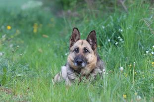 Xena vom gelben Rühl Xena vom gelben Rühl