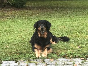 Hope vom Schondratal Hope vom Schondratal