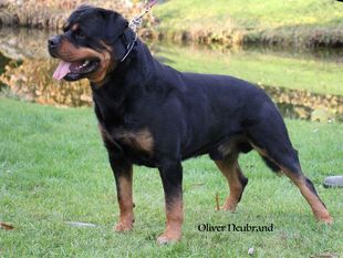 Leroy vom Räuberweg Leroy vom Räuberweg