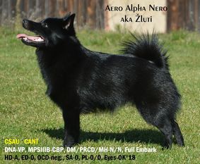 Aero Alpha Nero Aero Alpha Nero