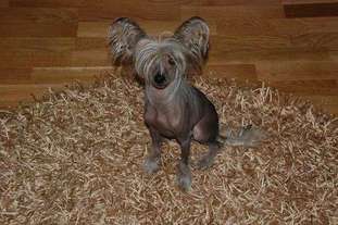 Denize'z Gizmo'z Nanna Denize'z Gizmo'z Nanna
