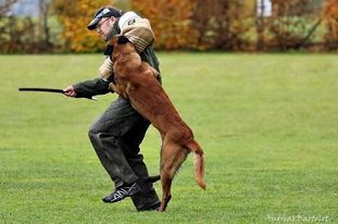 working-dog Fighter working-dog Fighter