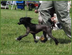 Nl Ch Scherzando Black Is Black Nl Ch Scherzando Black Is Black