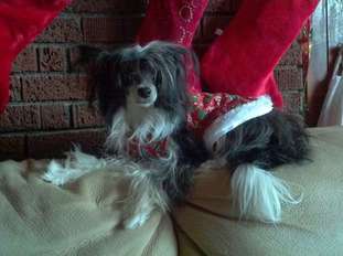 Simones' Little Miss Fancy Pantz Simones' Little Miss Fancy Pantz