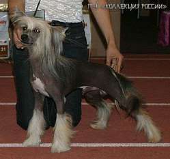 Mirosvet Bembi Mirosvet Bembi