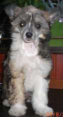 Julie's Precious Princess-freja Julie's Precious Princess-freja