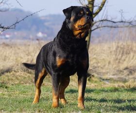 Gitano von Wölpinghausen Gitano von Wölpinghausen