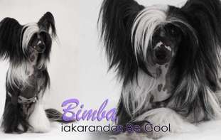 Iakarandas Be Cool Iakarandas Be Cool