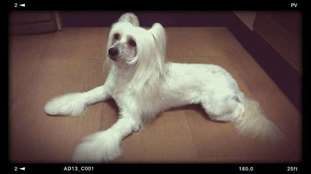 Yam Mey's Aslan Yam Mey's Aslan