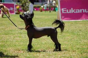 Krazy Horse Top Model De Rama Krazy Horse Top Model De Rama