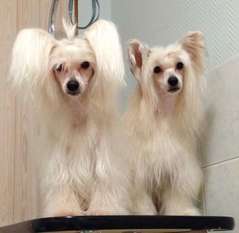 Fiabella's Twisted Sister Fiabella's Twisted Sister