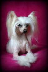 Elite A / Dam Of Merit Chessnawa Du Coeur Des Tenebres Elite A / Dam Of Merit Chessnawa Du Coeur Des Tenebres