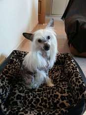 Larysha De Le Chien Bourjois Larysha De Le Chien Bourjois