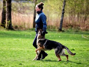 Embla Citrin av Bergsprekken Embla Citrin av Bergsprekken