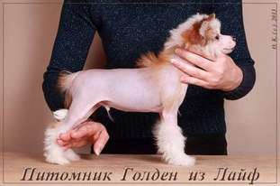 Golden Is Life Vittorio Grande. Golden Is Life Vittorio Grande.