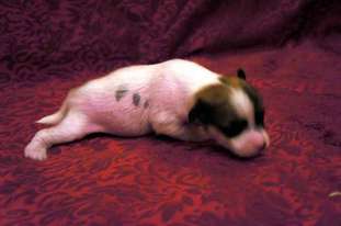Vellar Pljus Tatoo Vellar Pljus Tatoo