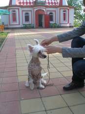 Billi Saimon Sai Billi Saimon Sai