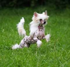 Be My Dog's Koladi-ola Be My Dog's Koladi-ola