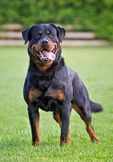 Ex vom Schwarzen Grat Ex vom Schwarzen Grat