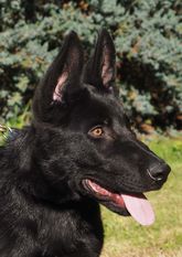 Kreacher von der Eisenkaute Kreacher von der Eisenkaute