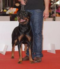Jossy' Han von der Kroning Keiser Jossy' Han von der Kroning Keiser