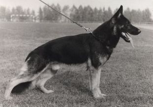 Daus von der Ratstanne Daus von der Ratstanne