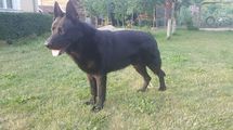 dog image background