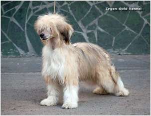 Irgen Gold Tsarina Irgen Gold Tsarina
