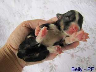 Belly Tibetska Noc Belly Tibetska Noc