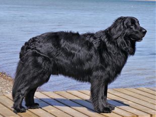 Romeo von Gina's vier Linden Romeo von Gina's vier Linden