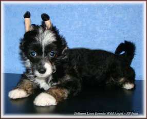 Bellami Love Bennie Wild Angel Bellami Love Bennie Wild Angel