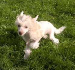 Magestic Dog Fen Chin Jasmina Sarbona Magestic Dog Fen Chin Jasmina Sarbona