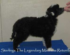 Sterlings The Legendary Madness Returns Sterlings The Legendary Madness Returns