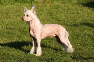Schotborgs Pink Panther Schotborgs Pink Panther