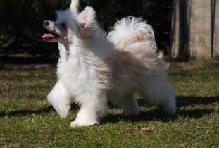 Golden Diamond Cresteds Aggie Golden Diamond Cresteds Aggie