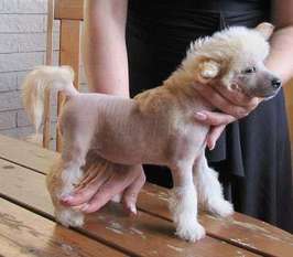 Paw-a-dee Never Say Never Paw-a-dee Never Say Never