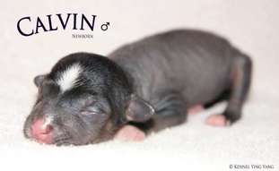 Ying Yang's Calvin Klein Ying Yang's Calvin Klein