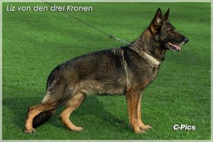 Liz von den drei Kronen Liz von den drei Kronen