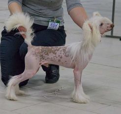 Vernisazh Mari Cvet Mechti Vernisazh Mari Cvet Mechti