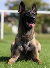 Aramis Red Devils Dog Aramis Red Devils Dog