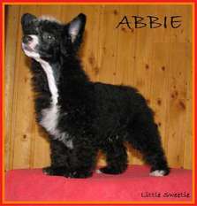 Abbie Little Sweetie Abbie Little Sweetie
