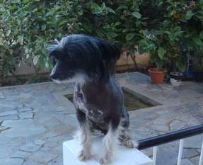 Mayia Mayia