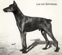 Lux von Simmenau (dpz 40937) Lux von Simmenau (dpz 40937)
