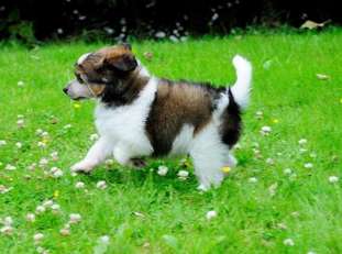 Be My Dog's I Want It All Be My Dog's I Want It All