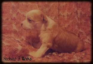 Hechizo De Le Chien Bourjois Hechizo De Le Chien Bourjois