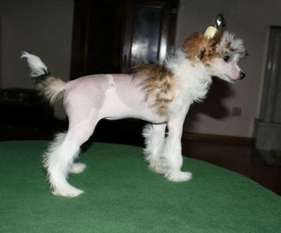 Be My Dog's Candy Cane Rain Be My Dog's Candy Cane Rain