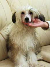 Fluffy Golden Winner Fluffy Golden Winner