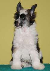 Danillo Little Gangstadogs Danillo Little Gangstadogs