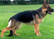 dog image background