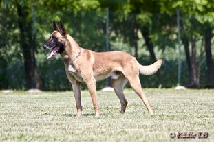 Thor LOI 1226496 (Piccioni) Thor LOI 1226496 (Piccioni)